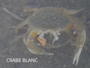 crabe blanc
