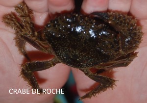 crabe de roche
