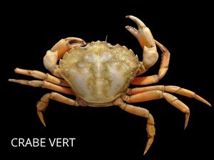 crabe vert