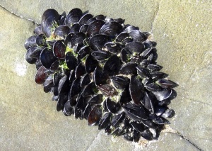 moules